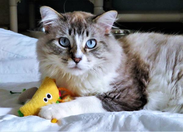 /Images/uploads/Friends of Seal Beach Animal Care Center/2022sbacc/entries/20847thumb.jpg